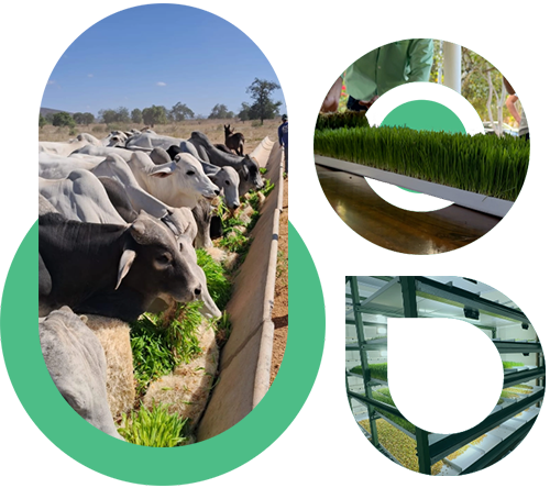 biofeed-forragem-hidroponica-brasilia