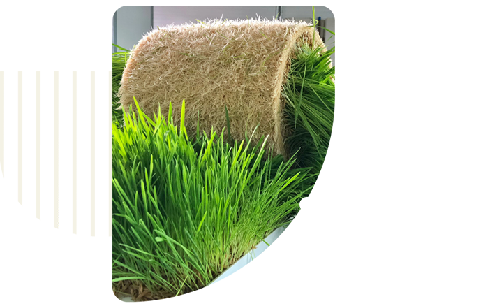 biofeed-forragem-hidroponica-df