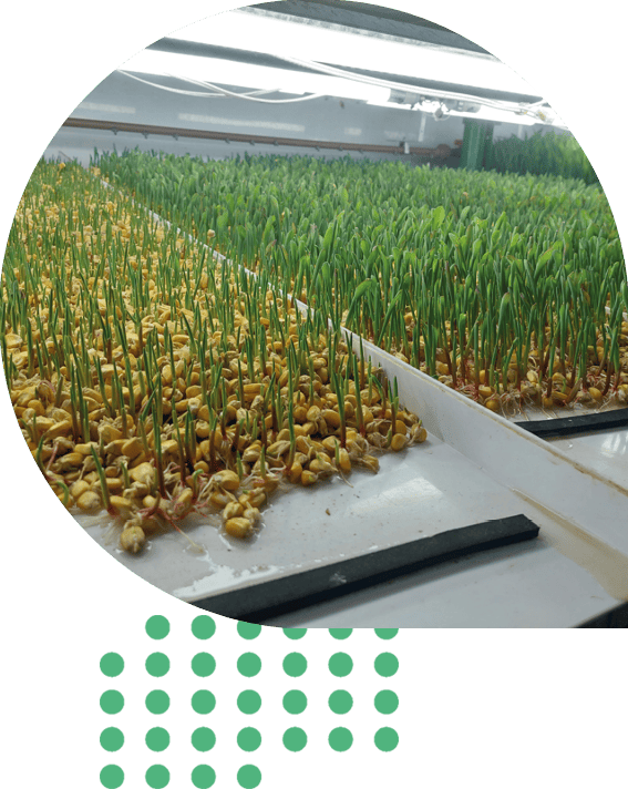 producao-animal-biofeed