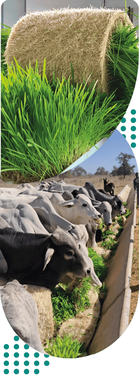 proteina-ndt-fvh-biofeed
