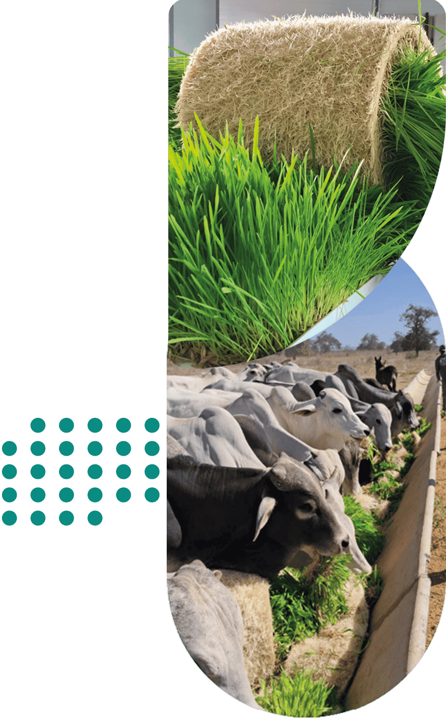 FVH Biofeed